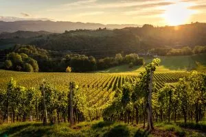 Explorez les collines viticoles de la Méditerranée slovène